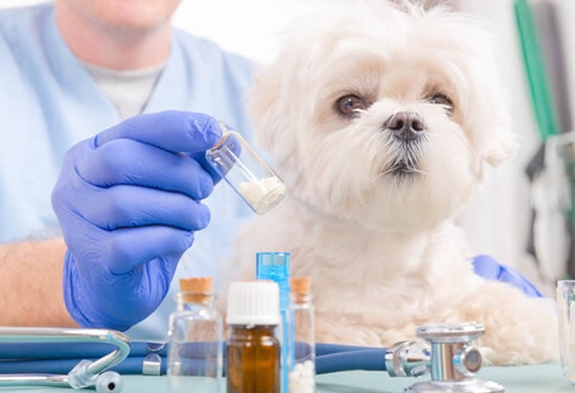 Medicina alternativa para mascotas