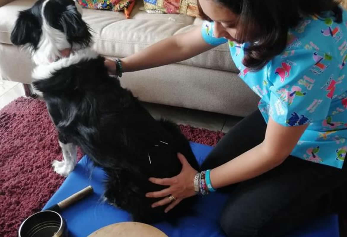 La acupuntura, una opción para nuestras mascotas