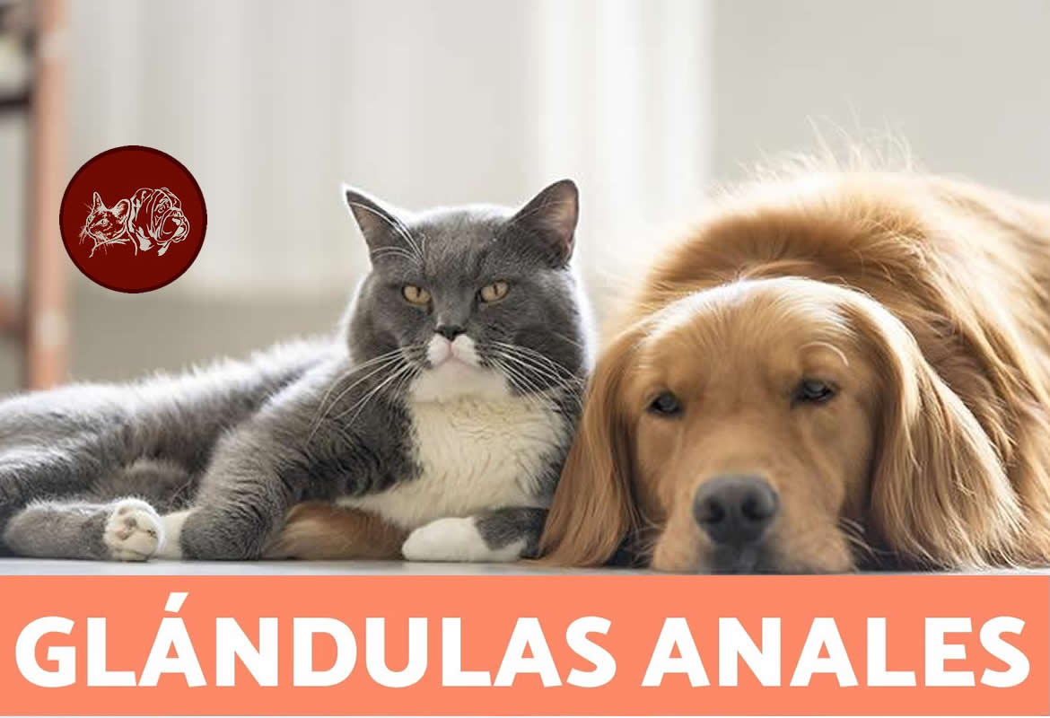 Las glándulas anales en perros y gatos