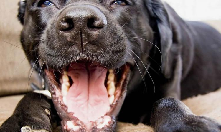 La enfermedad periodontal canina y felina