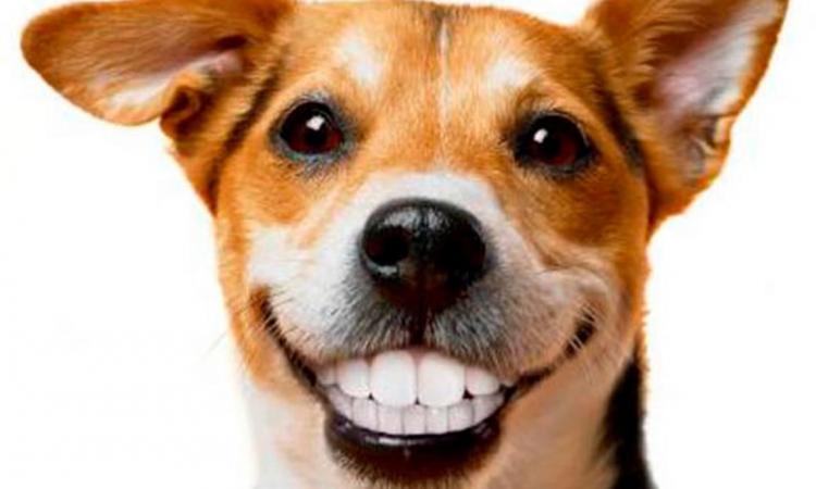 Conoce más sobre los dientes de tu mascota