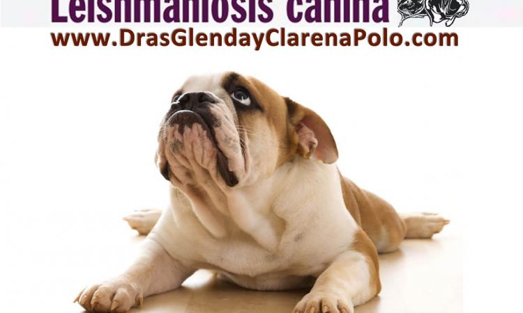 LEISHMANIOSIS en caninos