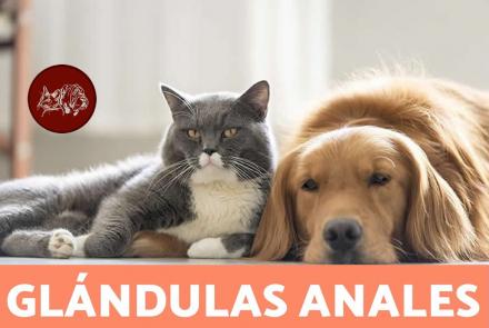 Las glándulas anales en perros y gatos